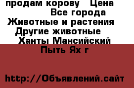 продам корову › Цена ­ 70 000 - Все города Животные и растения » Другие животные   . Ханты-Мансийский,Пыть-Ях г.